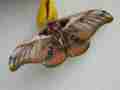Morpho menelaus bilateral gynandromorph (Internet Image property of respective owner, non-commercial use only)